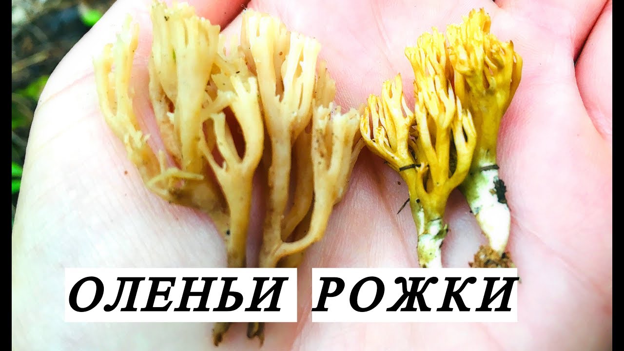 ЧЕМ ОТЛИЧАЮТСЯ РОГАТИКИ: Клавикорона крыночковидная и Рамария/Artomyces pyxidatus vs Ramaria