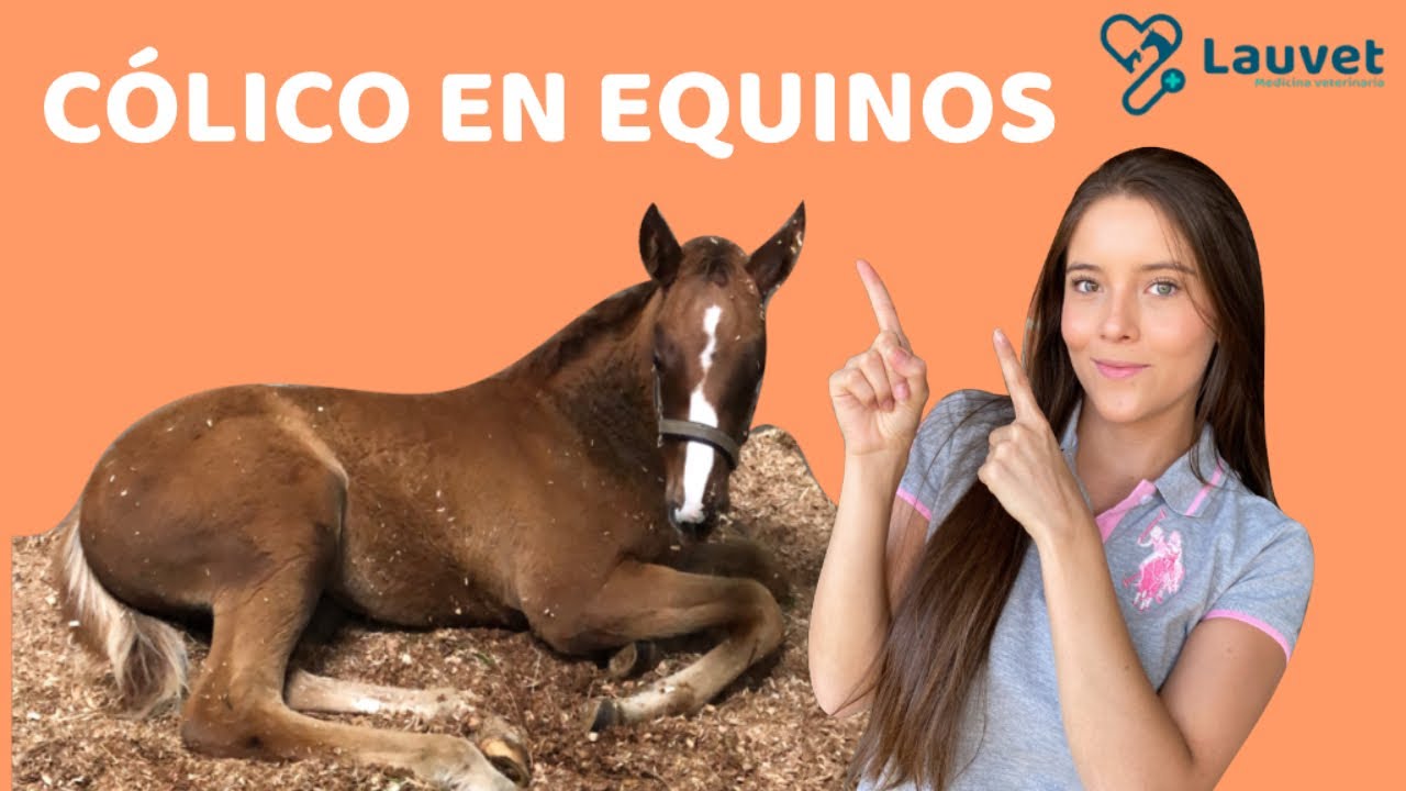 CÓLICO EN CABALLOS - Lauvet