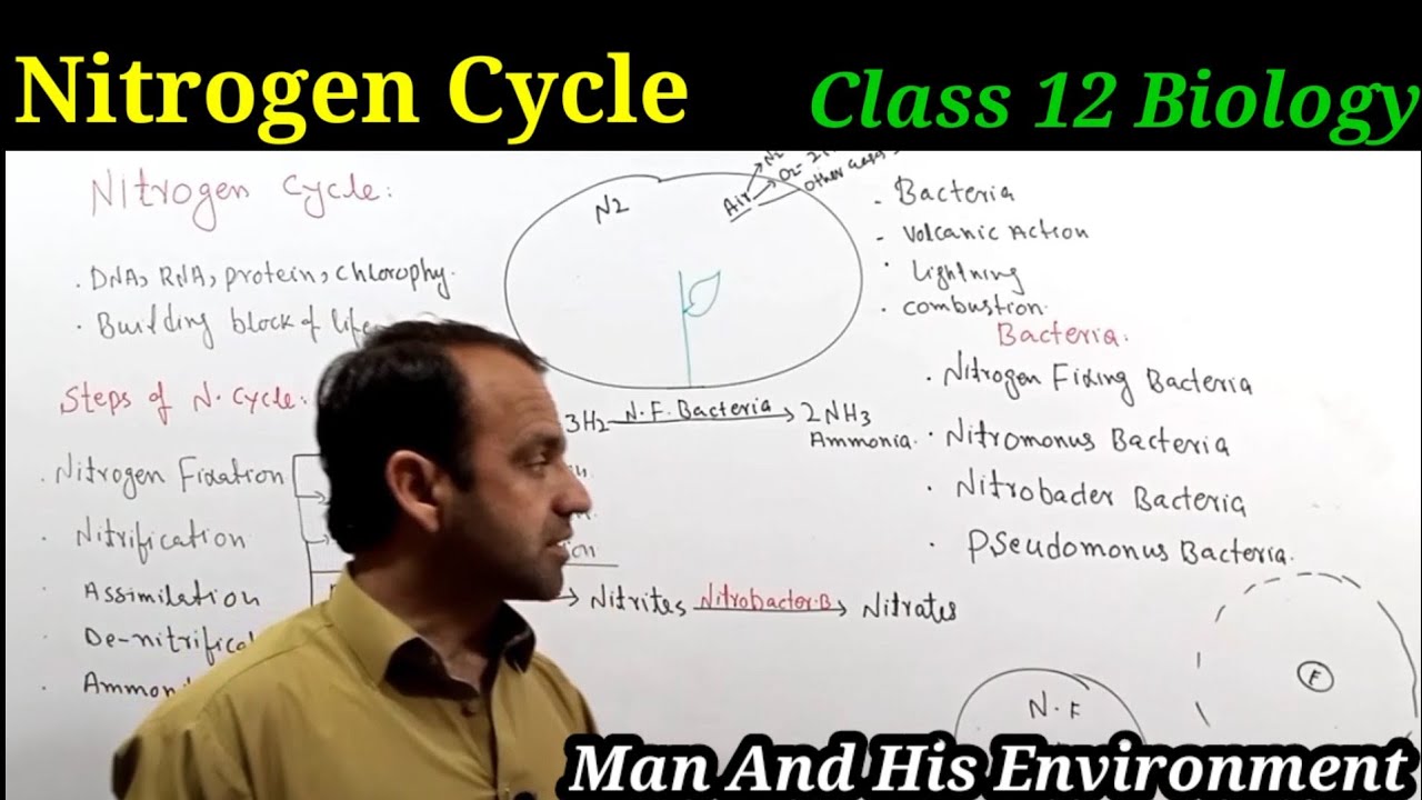 Nitrogen Cycle Class 12 Biology | Biogeochemical cycles | Man And His Environment.