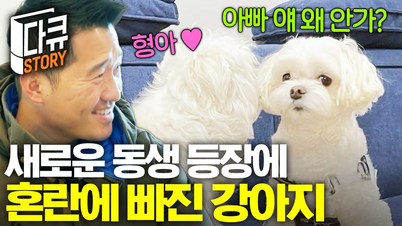 갑작스레 생긴 동생에 식음을 전폐했던 강아지🐶💦 질투하는 강아지를 달래는 현명한 대처법🥰 #고독한훈련사
