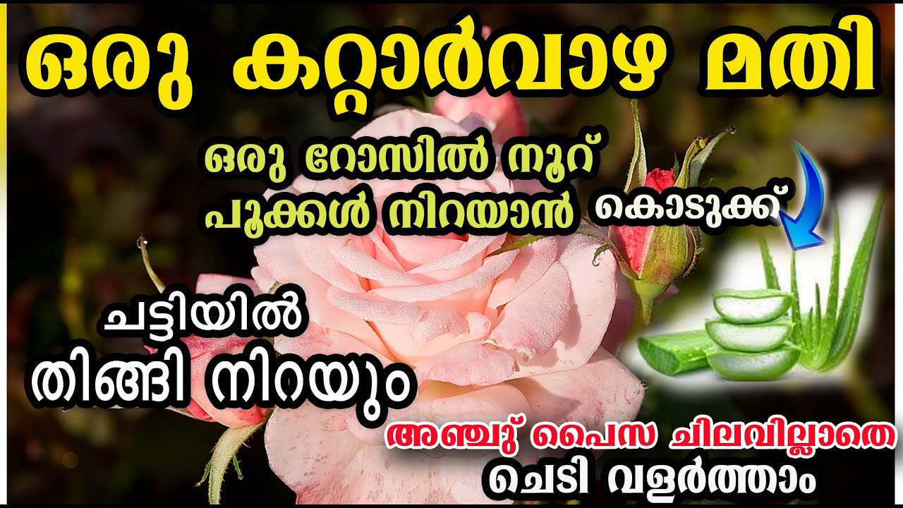 റോസ് ഉണ്ടോ? ഉണങ്ങിയ റോസാ കമ്പിൽ വരെ പൂക്കളും മുട്ടുകളും നിറയാൻ/rose plant/rose flower/poppy vlogs