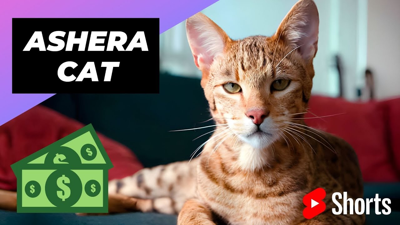 Кошка Ашера 🐱 Самая дорогая кошка в мире 