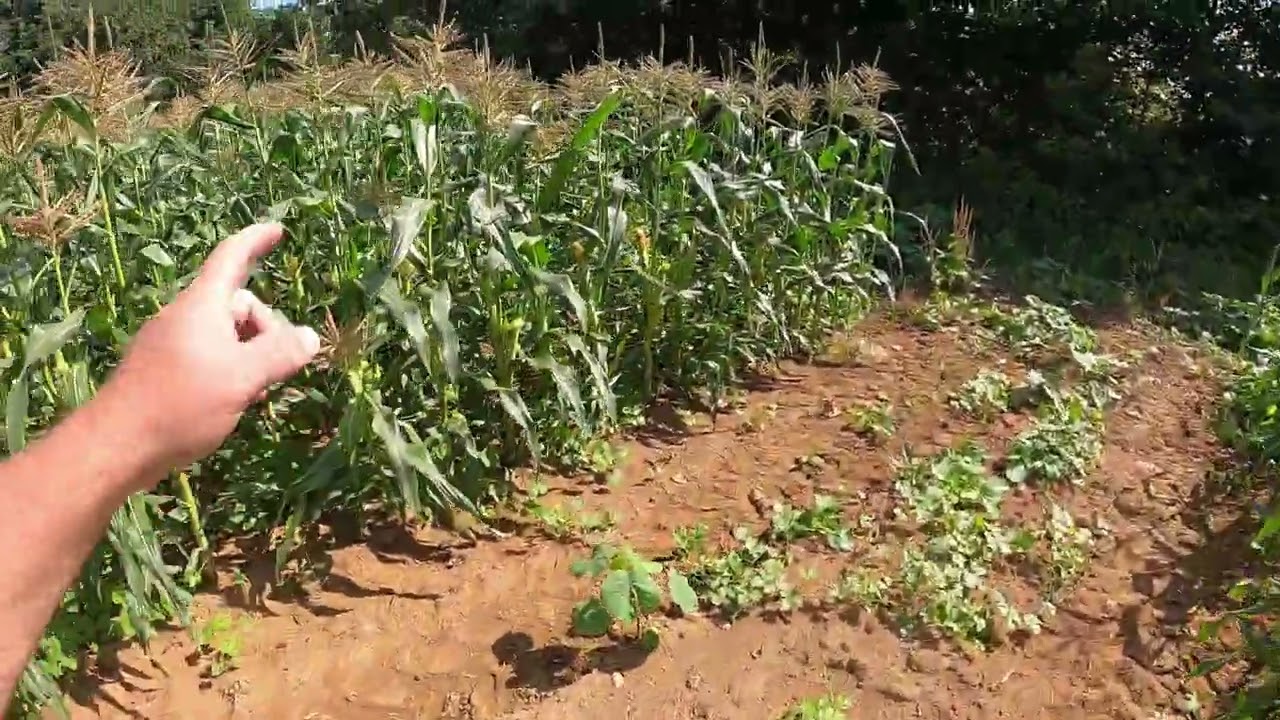 Sweet Corn Update