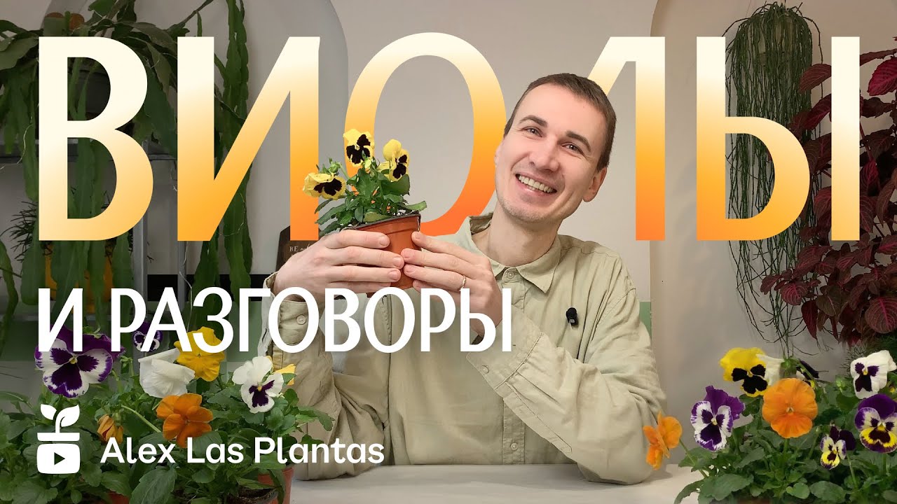 Виола / Анютины глазки. Пересадка и разговоры | Декабрь 2025
