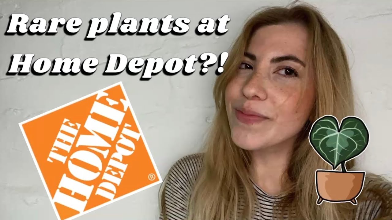 Big box store houseplant shopping | Does Home Depot have rare houseplants? + My plant haul