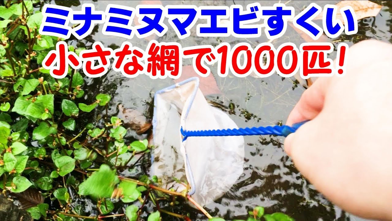 沼でエビすくい 1000匹！　エビ水槽立ち上げ！【日淡水槽2018#49】