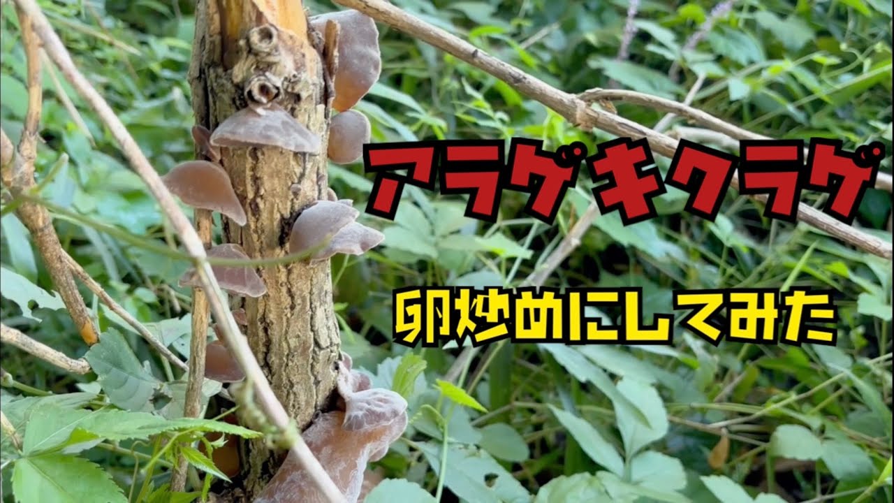 【きのこ】アラゲキクラゲを採って中華風卵炒めに