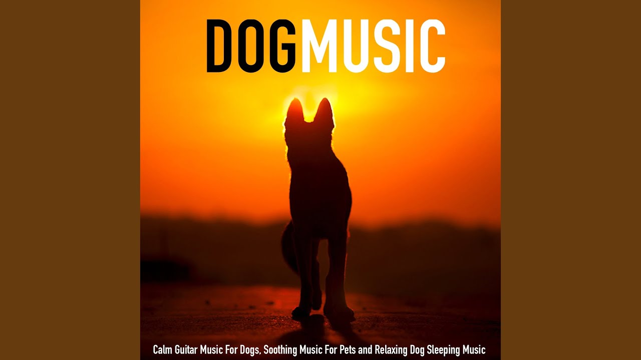 Calm Music for Dogs While You're at Work