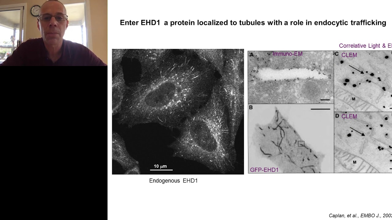 Sorting out the mechanisms of endocytic recycling