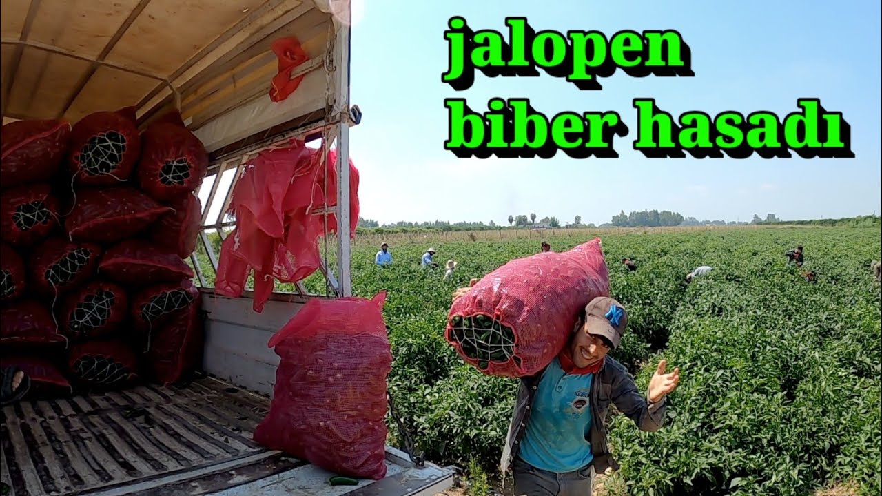 jalapeno biberi hasadı ve sera hazırlığı