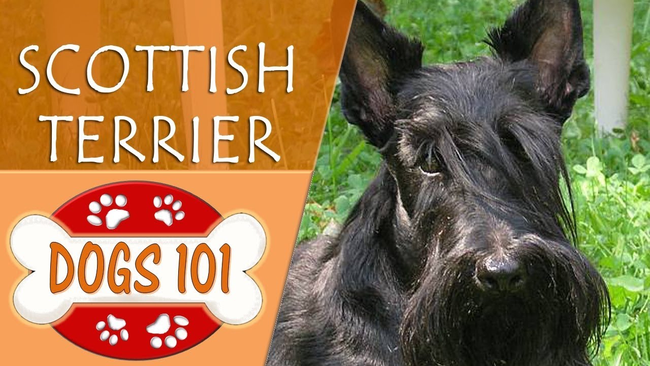 Dogs 101 - SCOTTISH TERRIER - Top Dog Facts About the SCOTTISH TERRIER