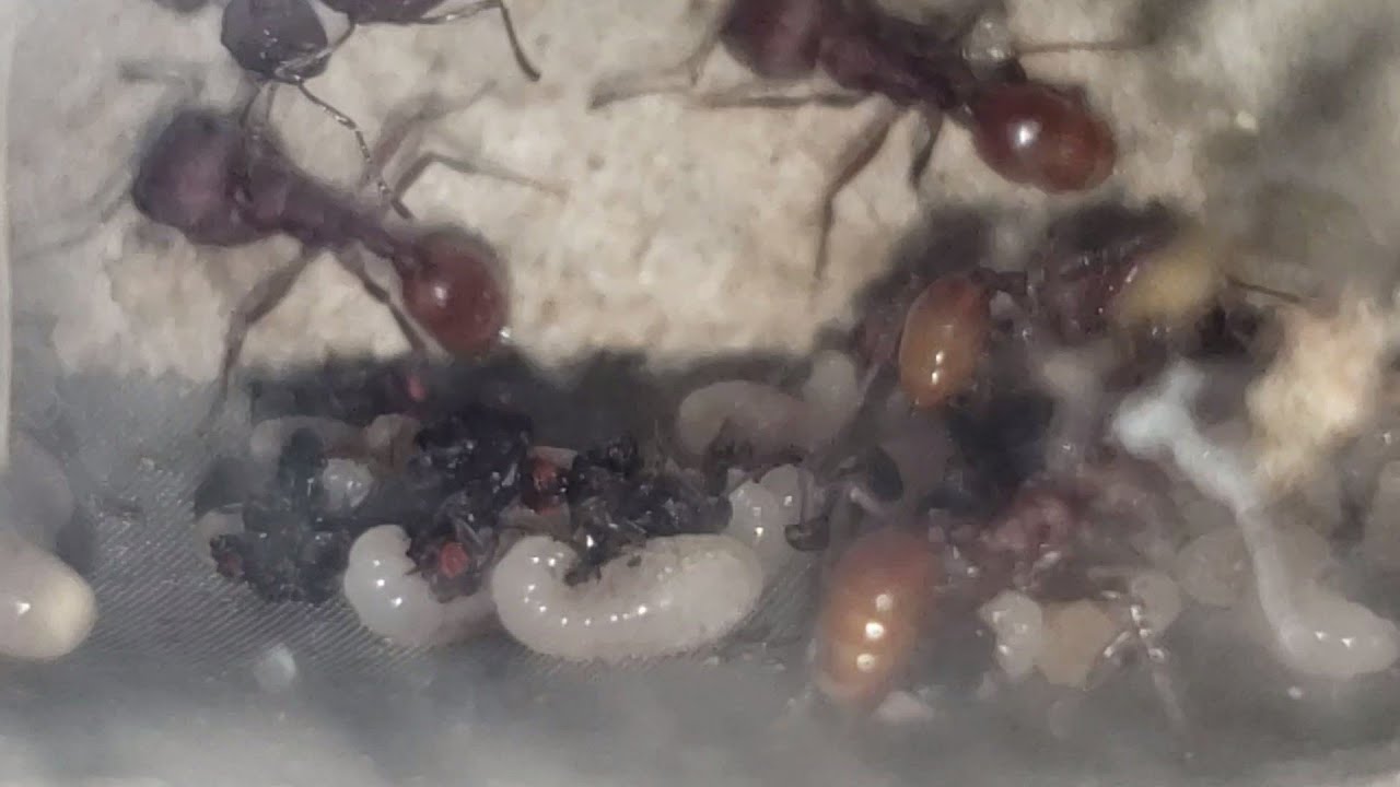 Ants feeding their larva direct from the source