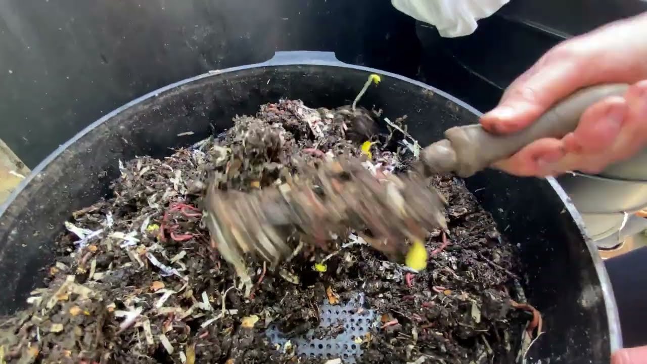 The Amazing World of Worms: A Wormery Tour & Tips!