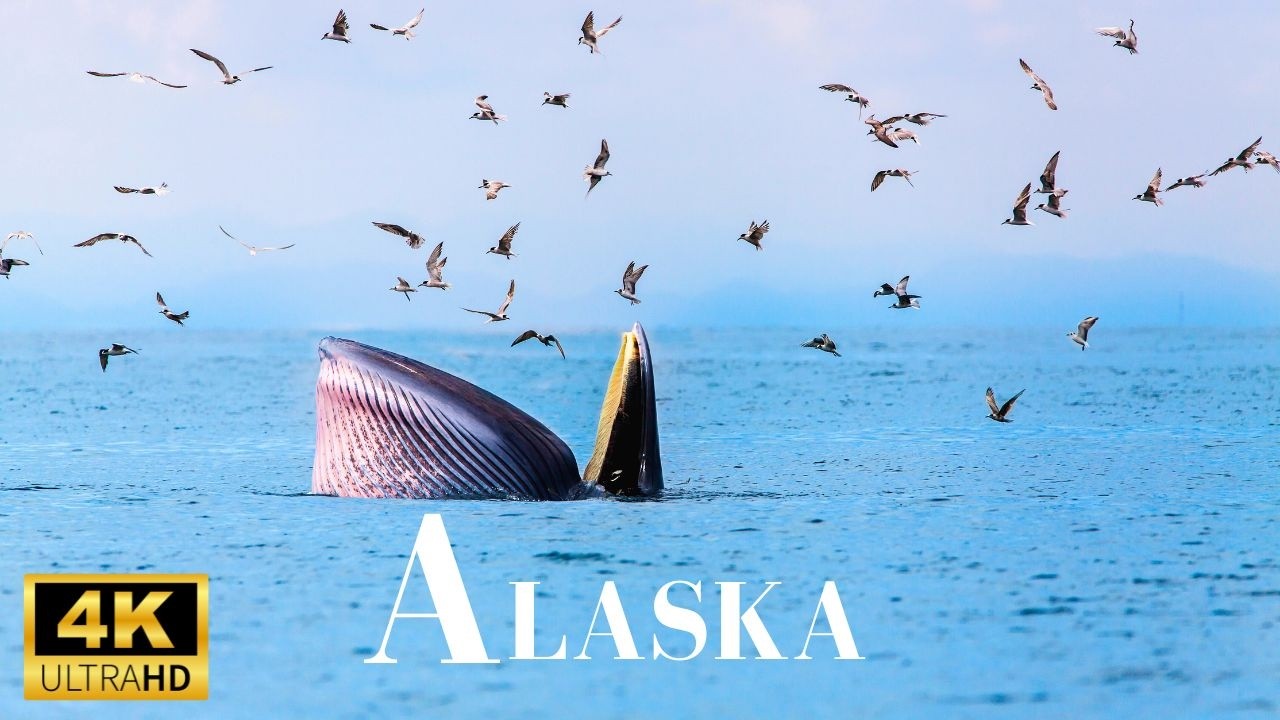 Аляска 4k:Дикая природа Аляски,Жизнь на Аляске/ Живописный фильм для релаксации/Расслабляющая музыка