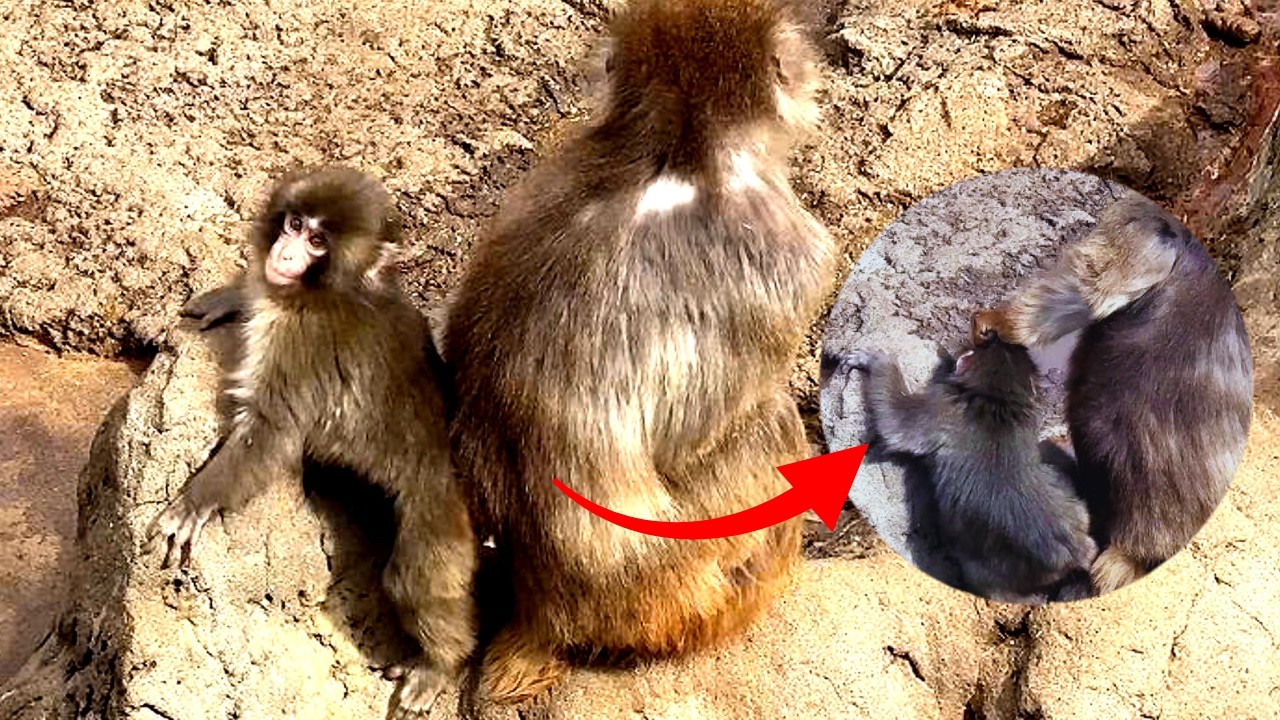 Baby Monkey Punch Rejected by Alpha Monkey finds Love with Zookeeper.