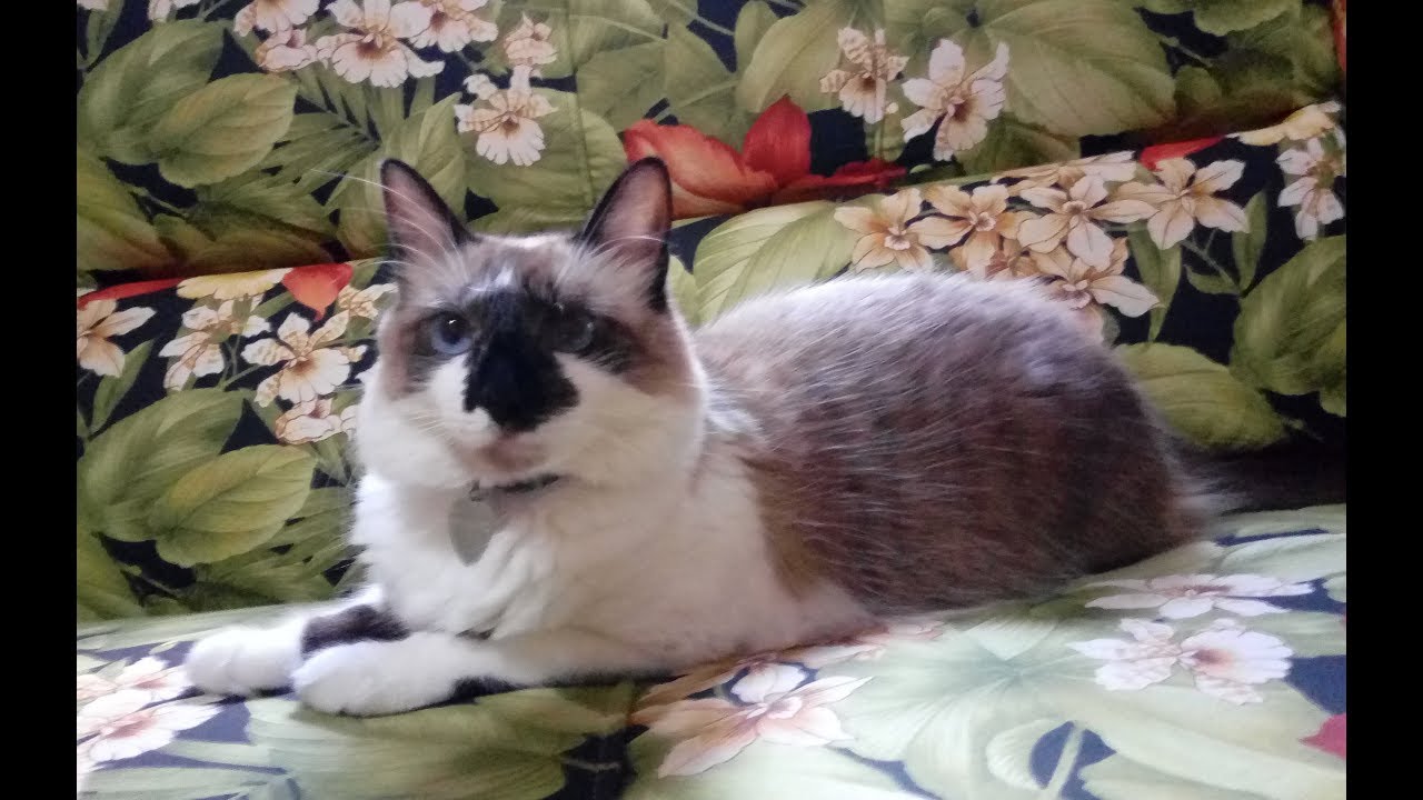 O MELHOR SOF&Aacute; PRA QUEM TEM GATOS - N&Atilde;O RASGA E  N&Atilde;O DESFIA.
