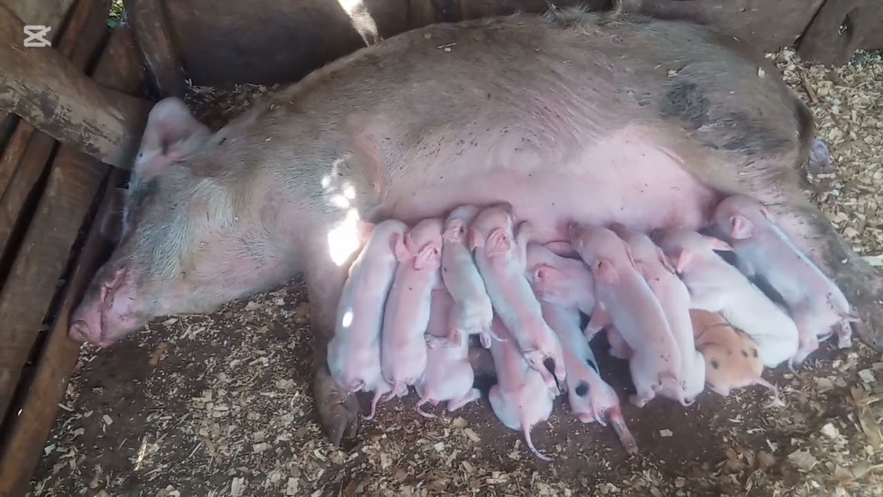 15 PIGLETS//VILLAGE GREATNESS//MOTHER HOOD