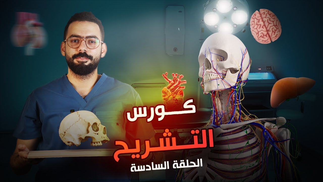 سادس حلقة من كورس أساسيات التشريح | Basic Anatomy | Muscles