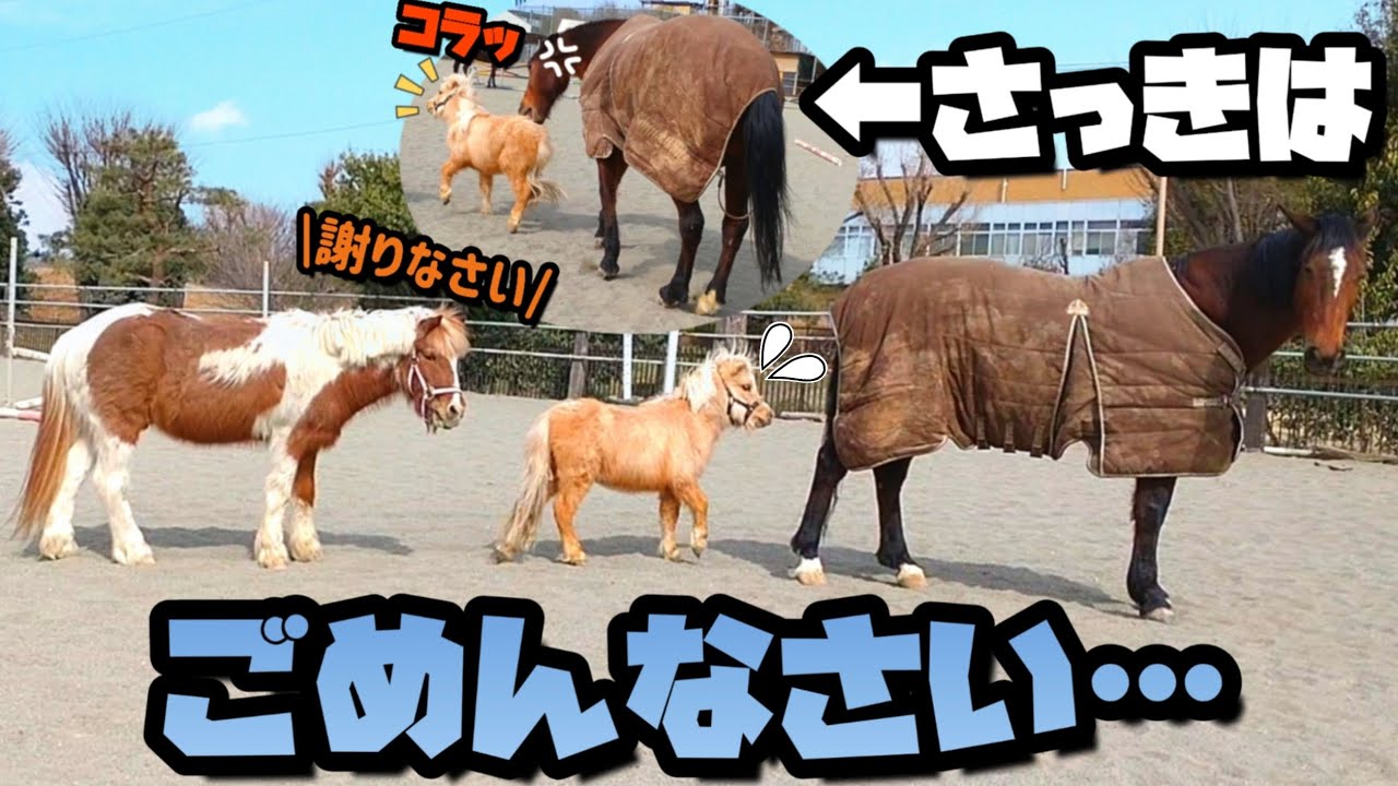 ケンカをしても仲直り。悪いことをして謝ろうとする小さな馬とそれを優しく受け入れてくれる聖母馬【ツルマルボーイ様のシモベ】