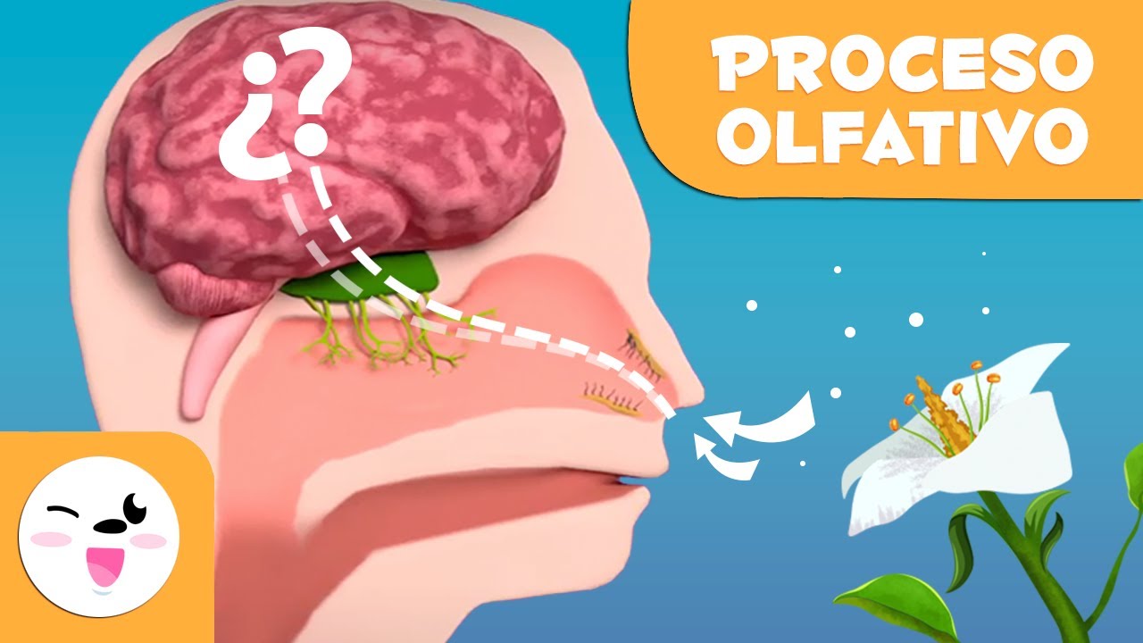 &iquest;C&oacute;mo funciona el sentido del olfato? - Los sentidos para ni&ntilde;os
