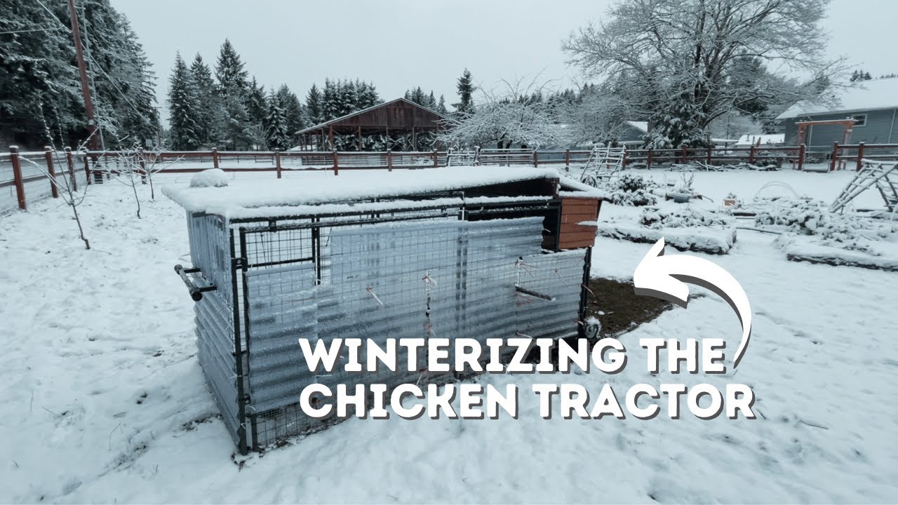Easy Way to Prep a CHICKEN TRACTOR for WINTER