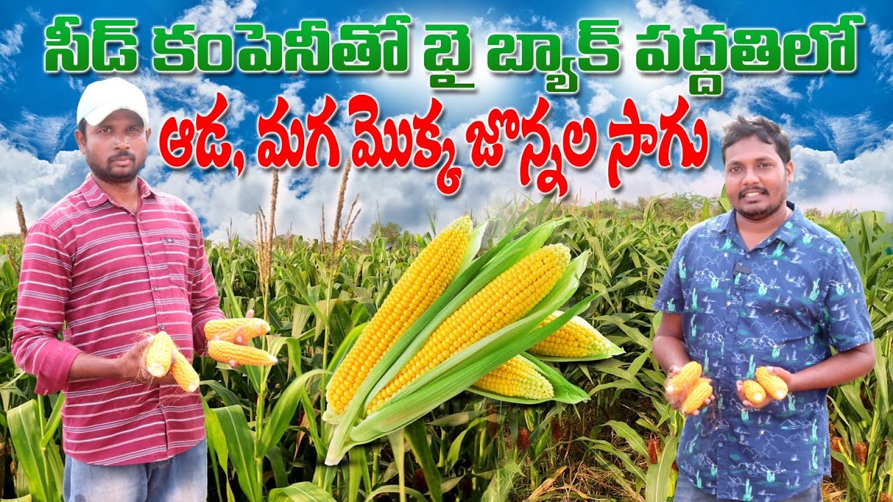 విత్తనోత్పత్తి కోసం ఆడ మగ మొక్కజొన్న సాగు | Hybrid Corn Breeding & Seed Production | AgriTech Telugu