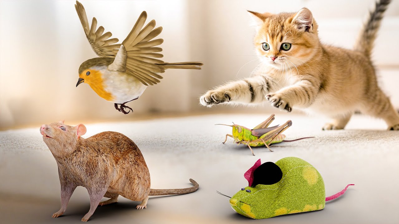 고양이가 좋아하는 영상 – 쥐🐭, 도마뱀🐊, 메뚜기🦗, 비둘기🕊️, 바퀴벌레🐜 잡기・3D game for cats・고양이가 좋아하는 영상 6시간・Cat TV