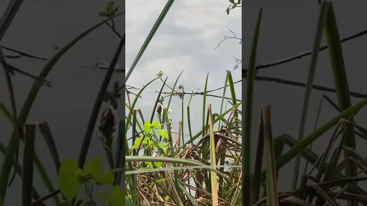 Stalking a nice carp at broome pits!