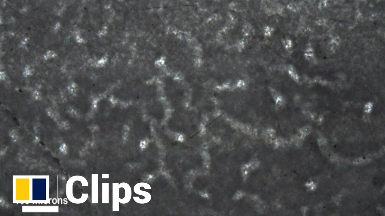 Sponge-like Canadian fossils believed to be earliest sign of animal life