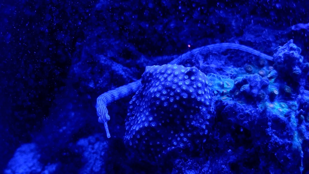Dragonface pipefish enduring nano bubble method
