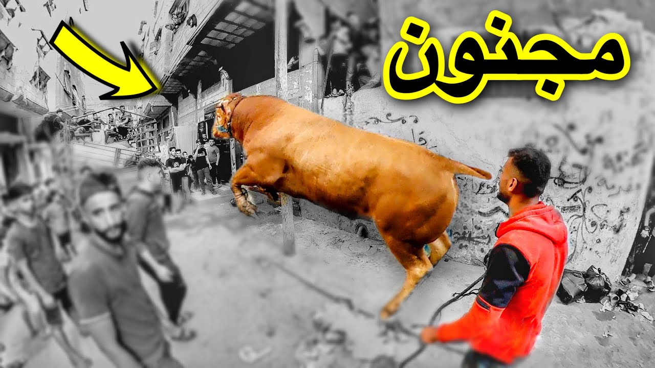 تنزيل عجل برتغالي مجنون حركات بهلواني