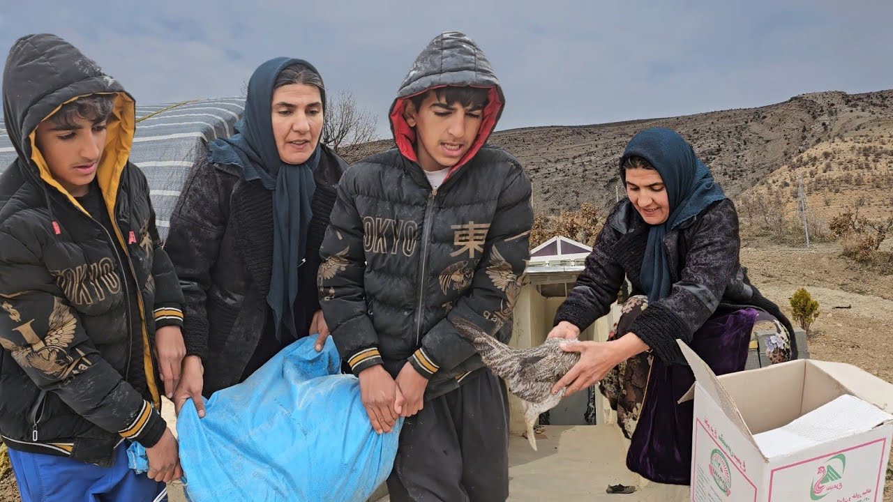 New Chickens Arrive! Nomadic Family Gets Supplies and Prepares Their Tent in the Rain