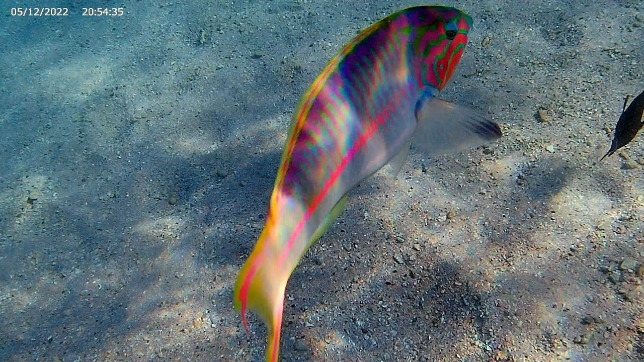 Fisch-Quiz mit 20 Arten - Rotes Meer
