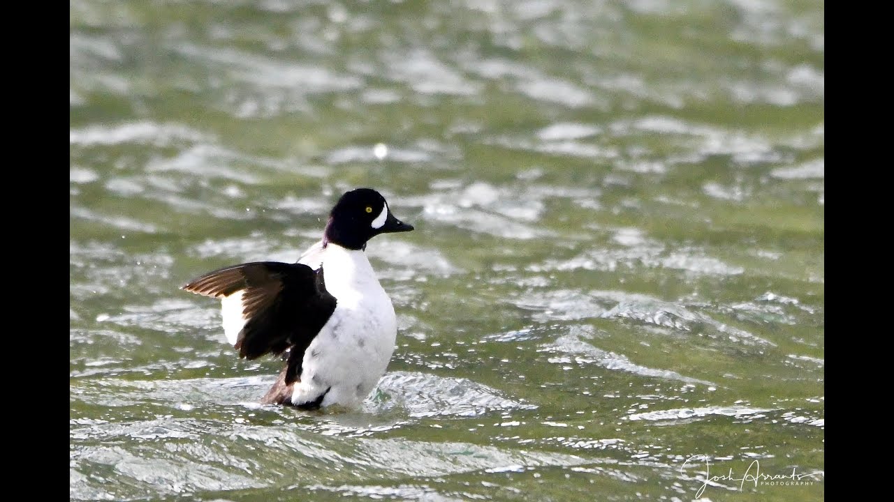 Five Minute Waterfowl for Beginners