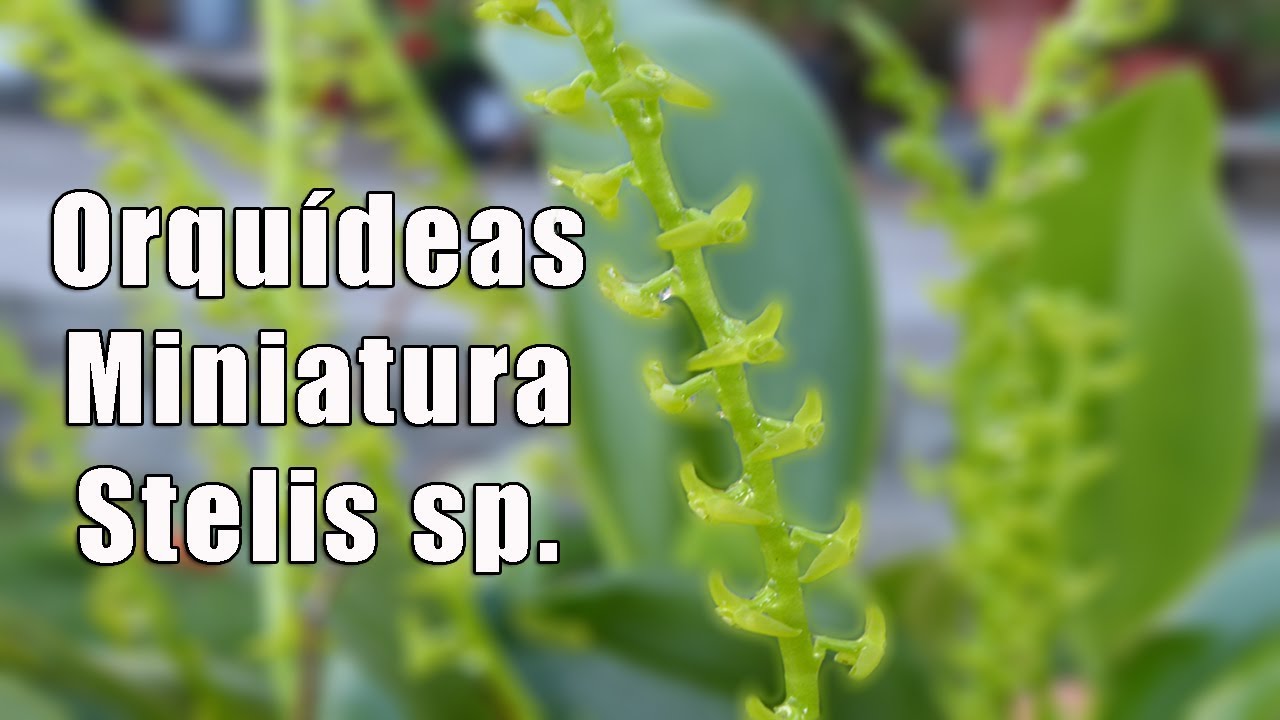Cuidar Orquídeas miniatura Stelis || Orquiplanet