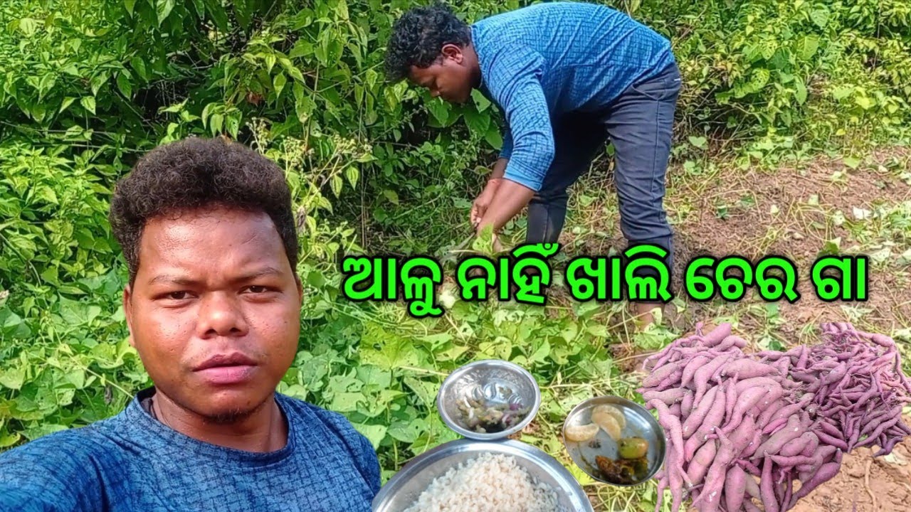 ଦ୍ବିତୀୟ ଦିନ ଆଳୁ ତଡା।। ଆଳୁ ନାହିଁ ଖାଲି ଚେର ଗା।। 😮30 January 2026