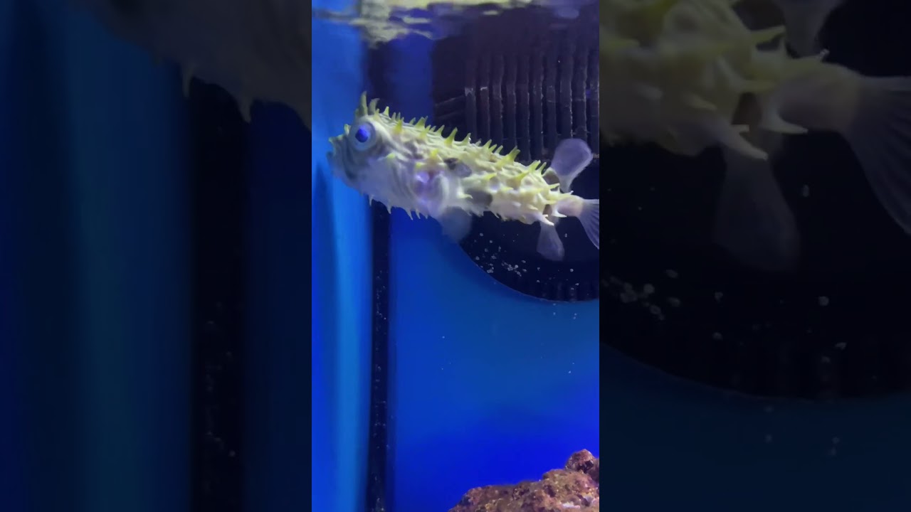 Spiny Box Puffer Fish