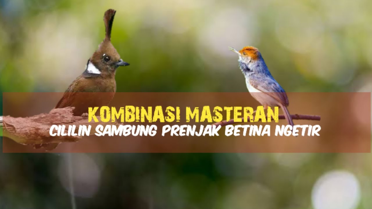 Kombinasi Masteran | Cililin Sambung Prenjak Betina Ngetir 