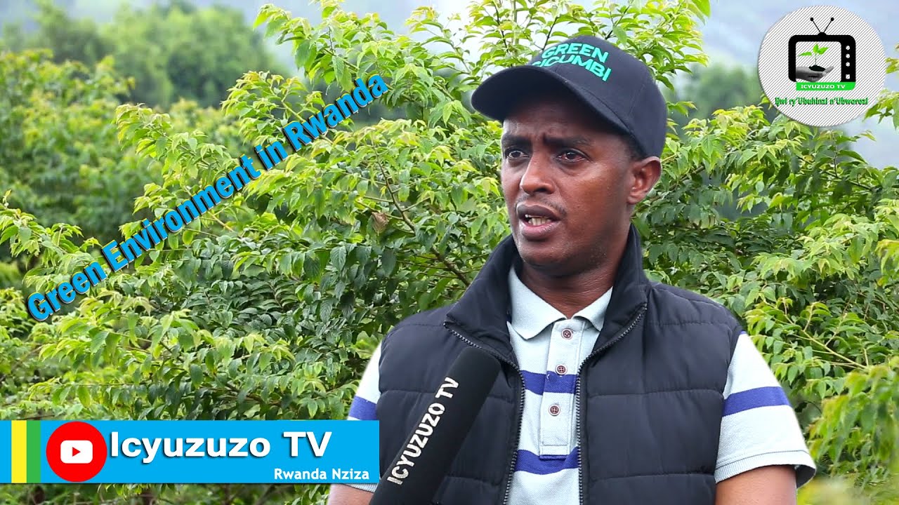 Gicumbi| Ibiti byagakondo bigira uruhare mukurwanya imyuka mibi ihumanya ikirere. #subscribe