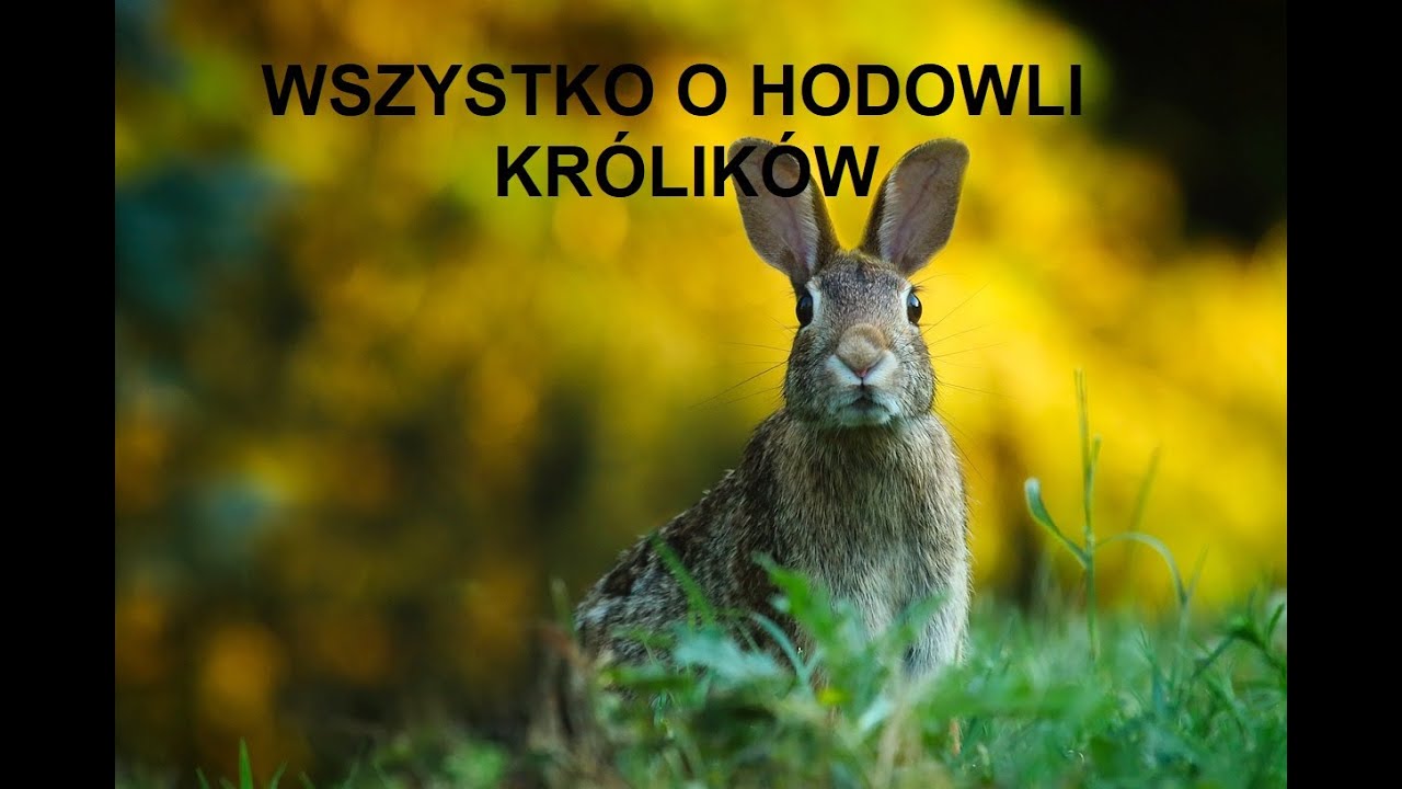 -19- ZWIERZĘTA GOSPODARSKIE: WSZYSTKO O HODOWLI KRÓLIKÓW, OPŁACALNOŚĆ, WYMAGANIA, PORADY