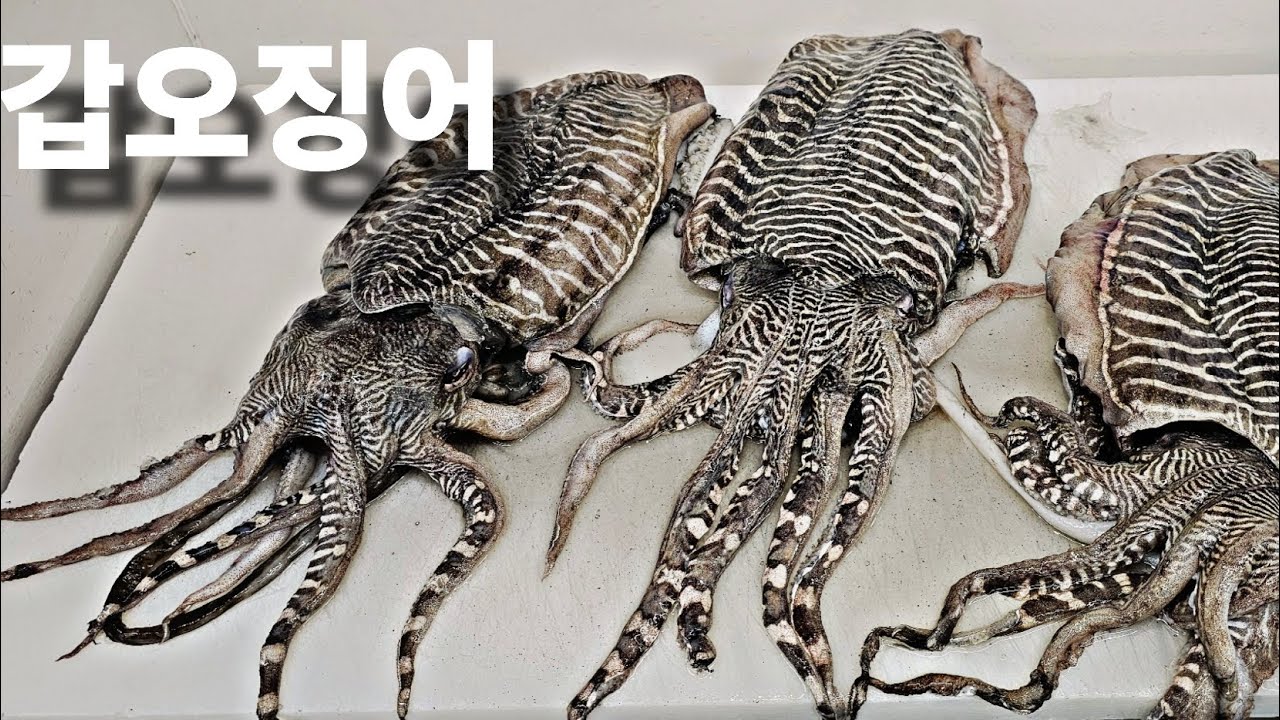 냉동)갑오징어 손질/ 껍질 탈피