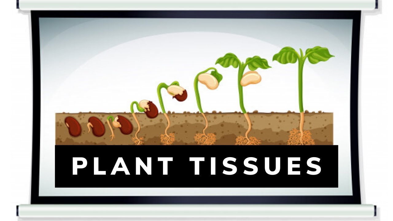 Simple Permanent Tissue | Biology | Letstute