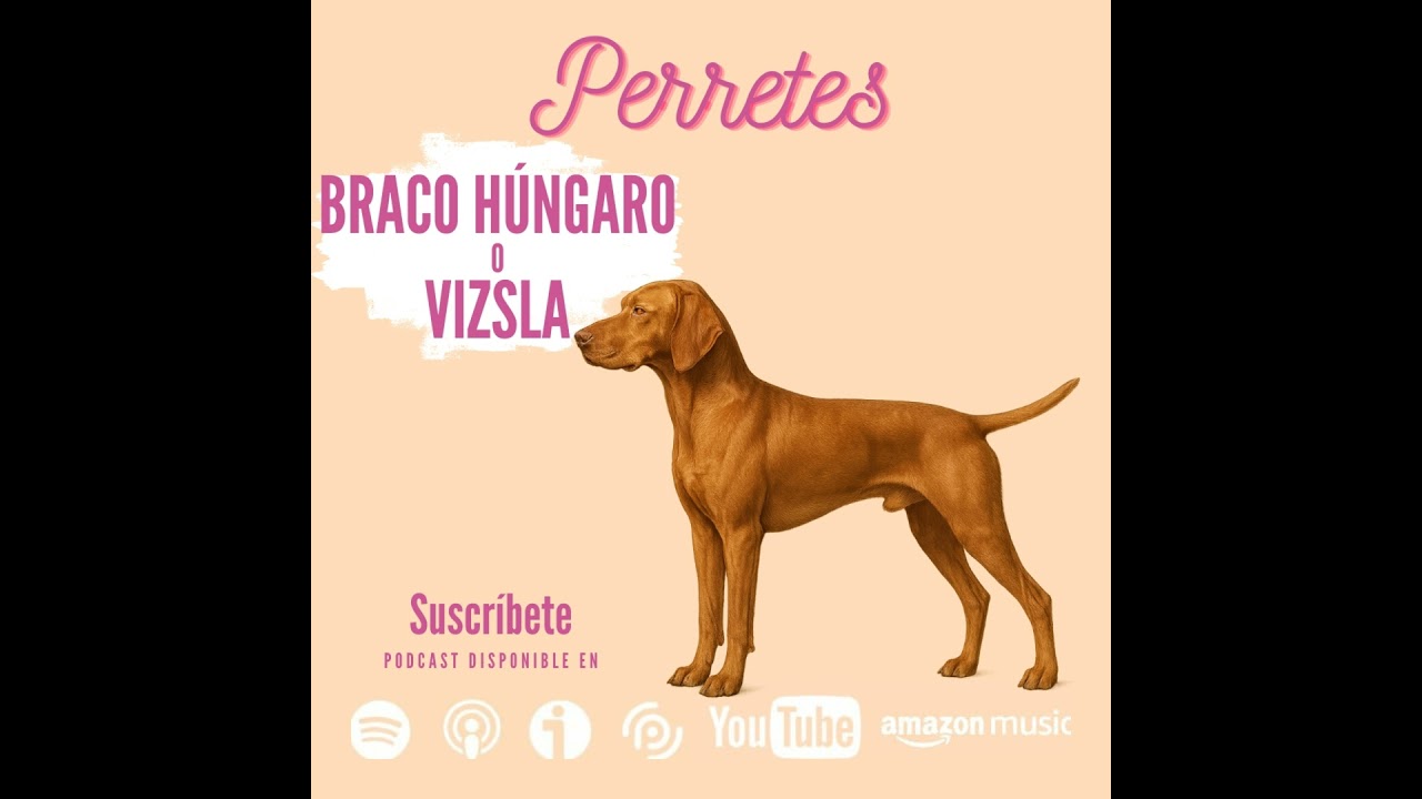 EP94: Braco húngaro
