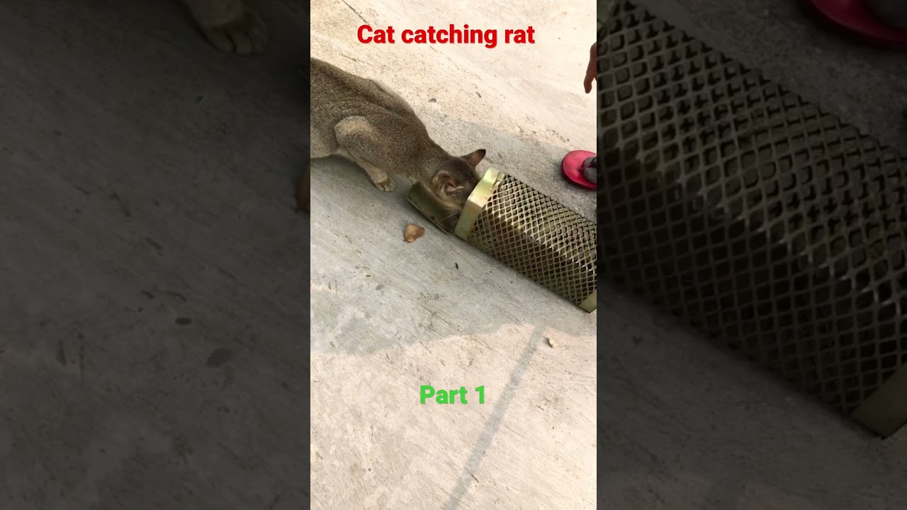 Cat catching rat#viral#shorts#comment for part 2😍