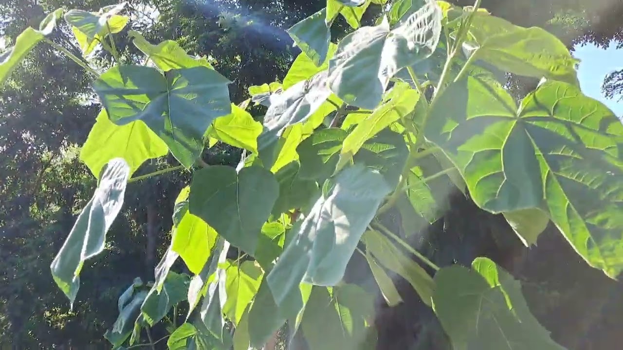 Paulownia 01.07.2023 Filmuletul 15