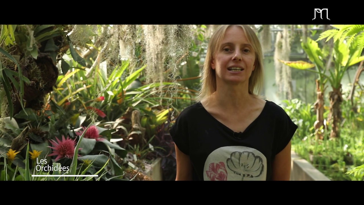 Les plantes épiphytes  - Jardin Botanique J.-M. Pelt | Ep. 23