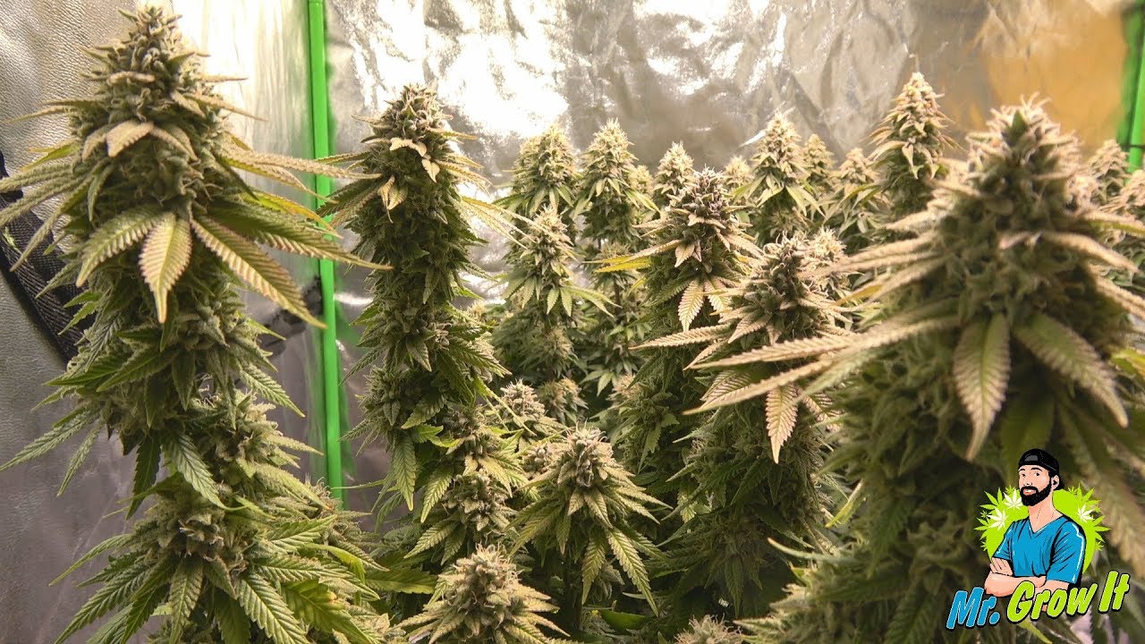 FEEDING NUTRIENTS TO MARIJUANA PLANTS! - BLOOM YELLOW BOTTLES ORGANIC NUTRIENTS