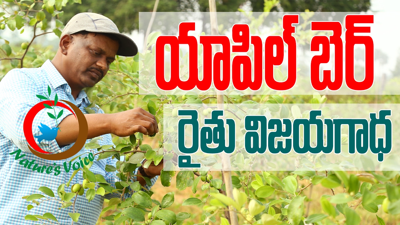Natural Farming | Success Story of Apple Ber Farmer-ఆపిల్ బేర్ రైతు విజయగాధ