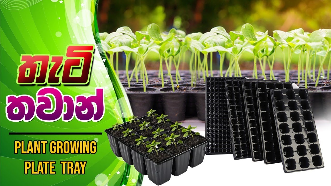 Tray nersary, තැටි තවාන්,Agriculture,BST practical, coco neresary