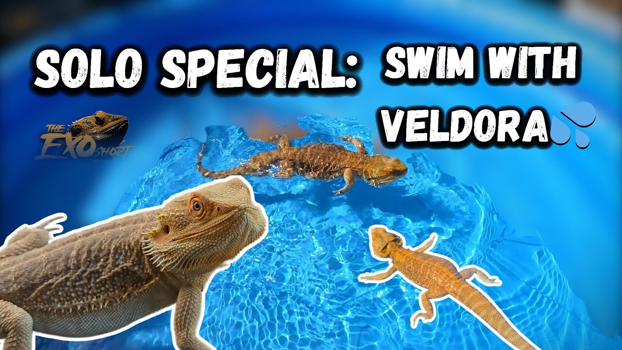 Solo Special: Swim with my dragon veldora! 💦